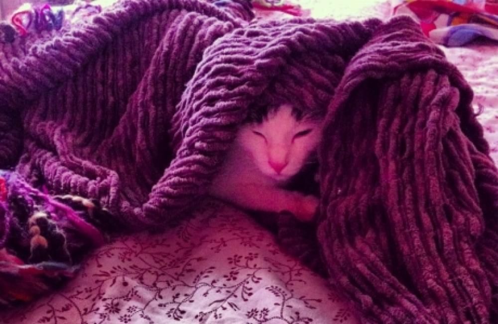 flopjpg--gatto