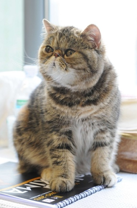 gatto_catalogopng--_