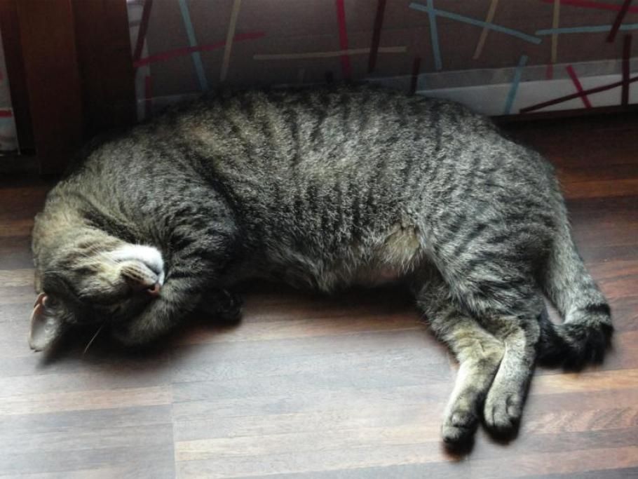 gatjpg--gatto