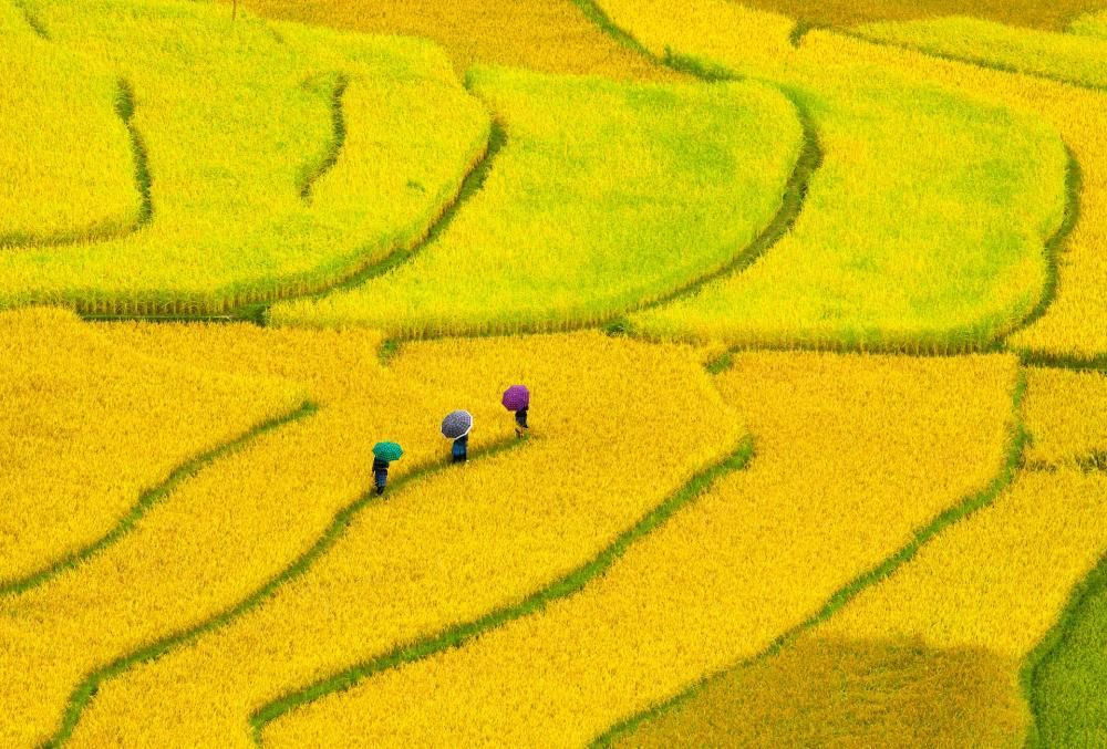 gold_terraced_rice_fields_in_Mu_Cang_Chai_GettyImages-562515367-1646985532579jpg--