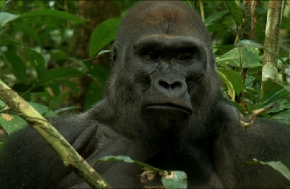 gorillajpg--one_life