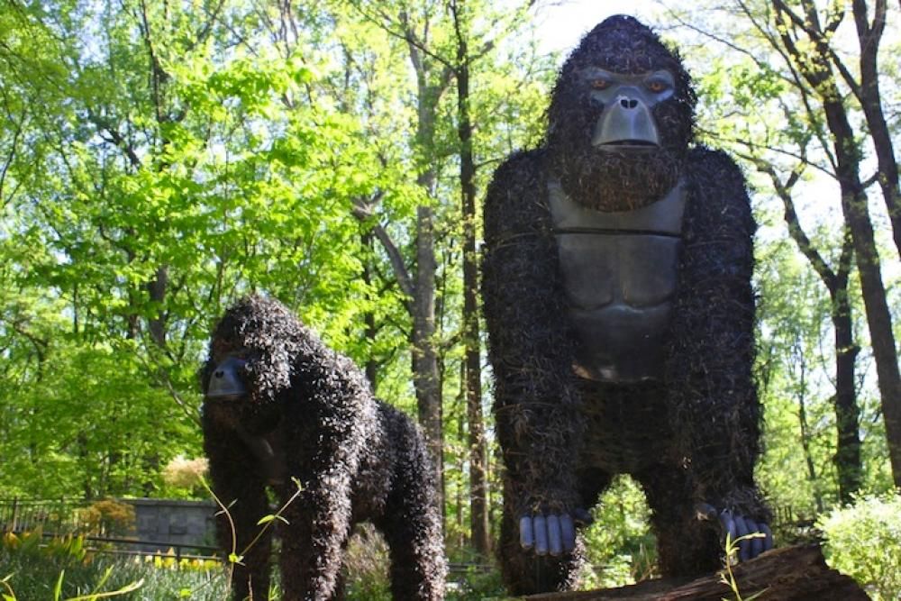 gorillas21jpg--gorillas2