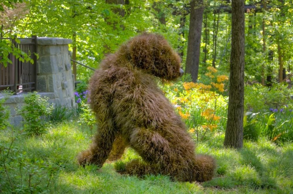 imaginaryworlds_shaggydog_byjoeyivansco_01jpg--imaginaryworlds_shaggydog_byjoeyivansco_0