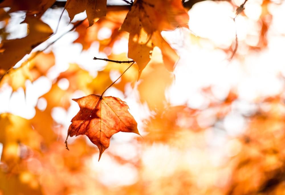Oggi salutiamo l’estate: è l’equinozio d’autunno