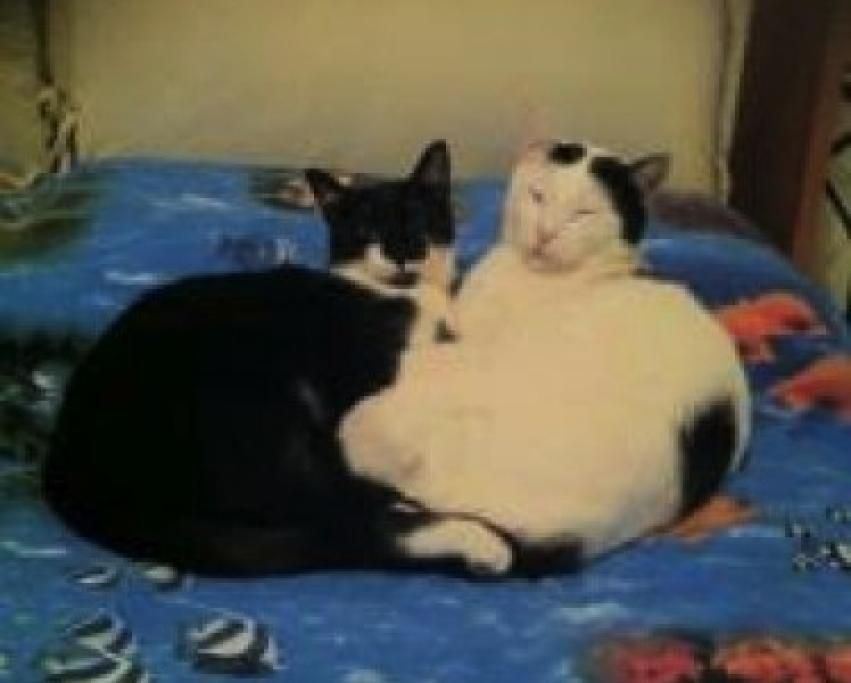 n33jpg--gatto