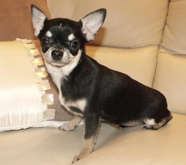 nina1jpg--cani