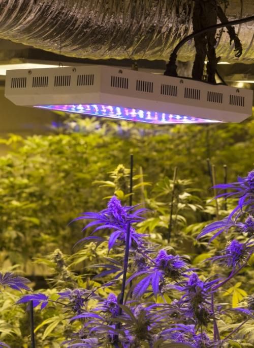 piantagione-denver-INFOPHOTO1jpg--usa___colorado_apre_il_primo_negozio_che_vende_marijuana