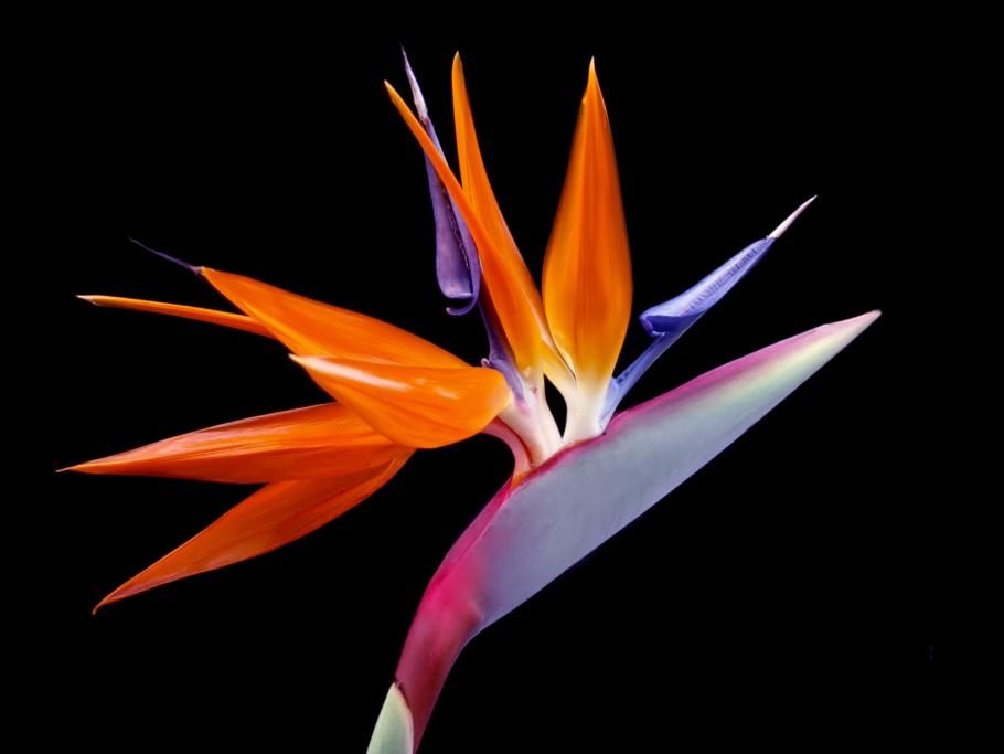 plant-leaf-flower-petal-tropical-color-641293-pxherecom-1646830218332jpg--