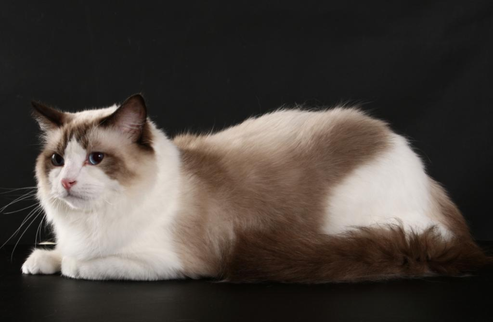 ragdollpng--ragdoll