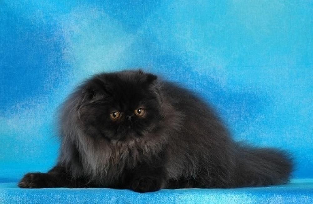 selenejpg--gatto