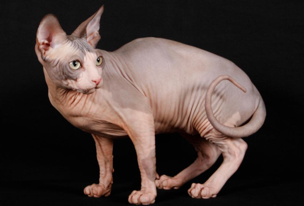 sphynxpng--sphynx