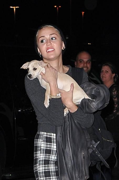 spl497373_001jpg--miley_cyrus_out_with_her_dog_bean