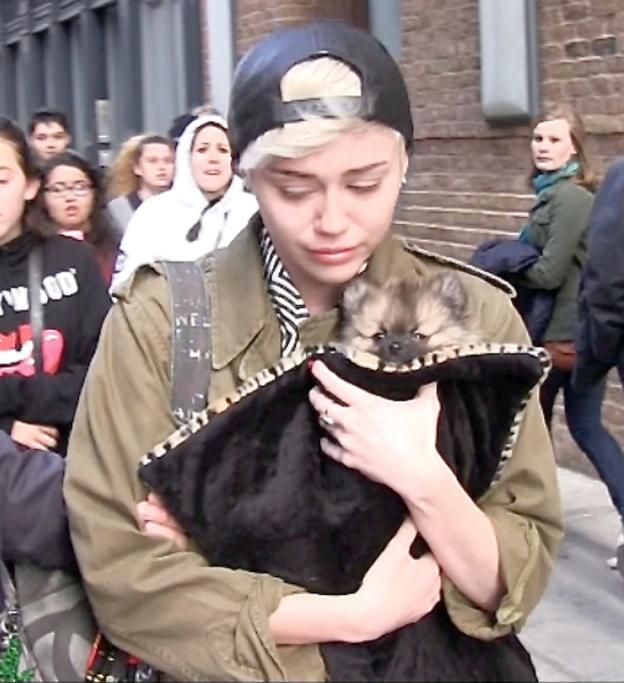spl733000_001jpg--miley_cyrus_cries_while_clutching_her_tiny_pooch_in_nyc