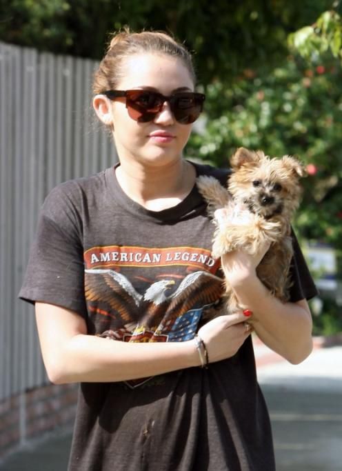 spl246771_001jpg--miley_cyrus_took_a_stroll_with_her_little_dog_in_toluca_lake__california