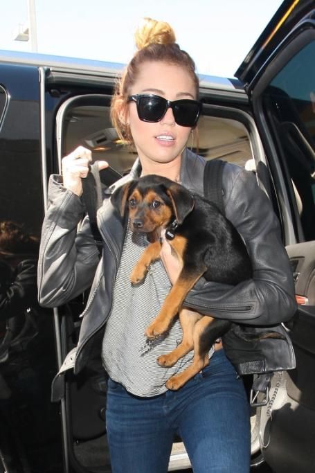 spl393298_001jpg--miley_cyrus_and_her_puppy_named__happy_depart_lax