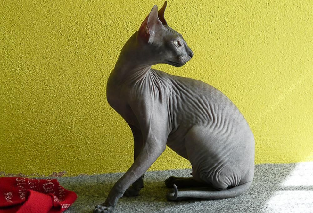 Gatto arrestato per ripagare i debiti del proprietario