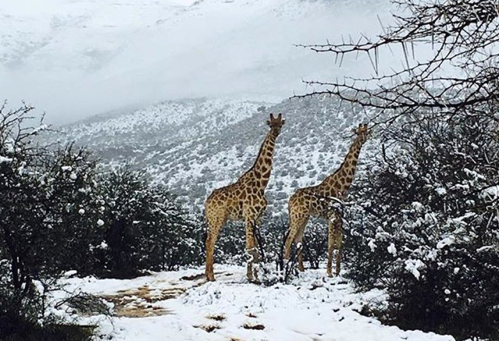 Avete mai visto una giraffa nella neve?