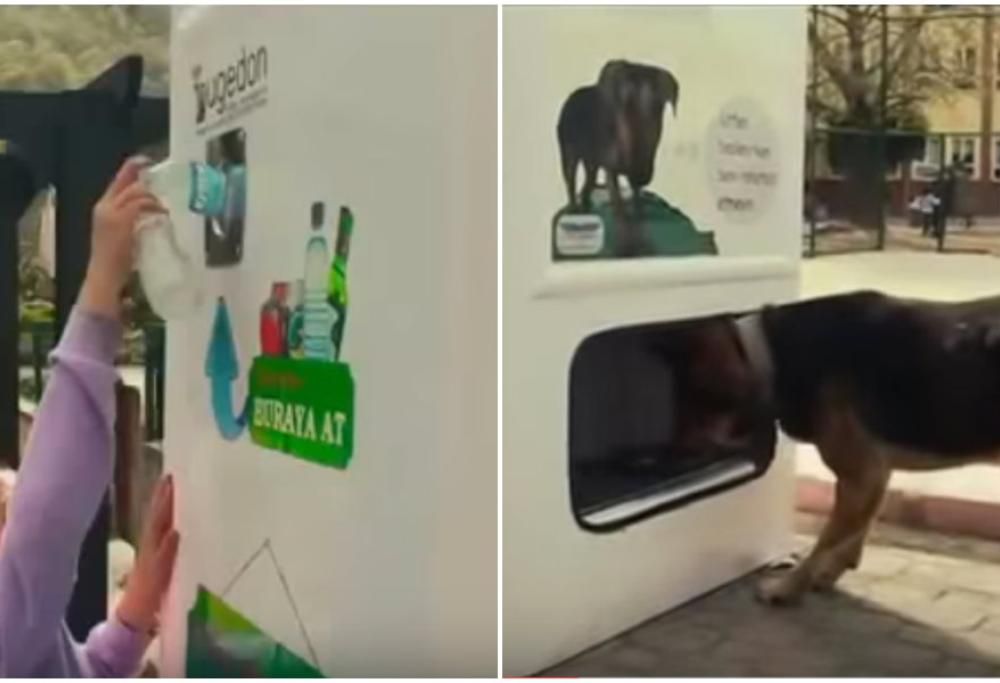 I distributori automatici per randagi. Per riciclare aiutando