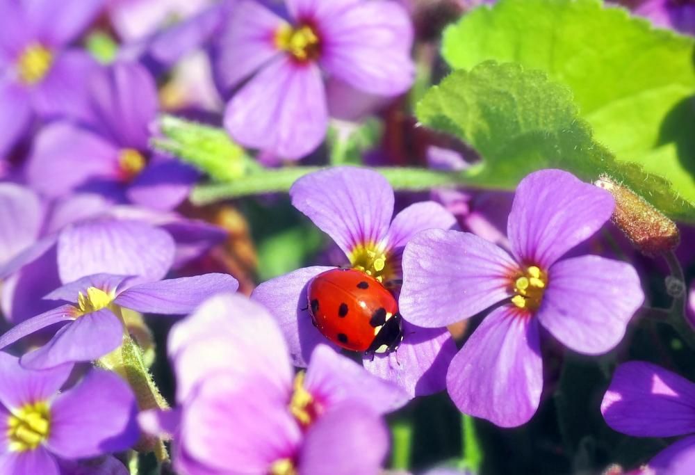 Coccinelle: una gioiosa invasione a pois rallegra  i giardini