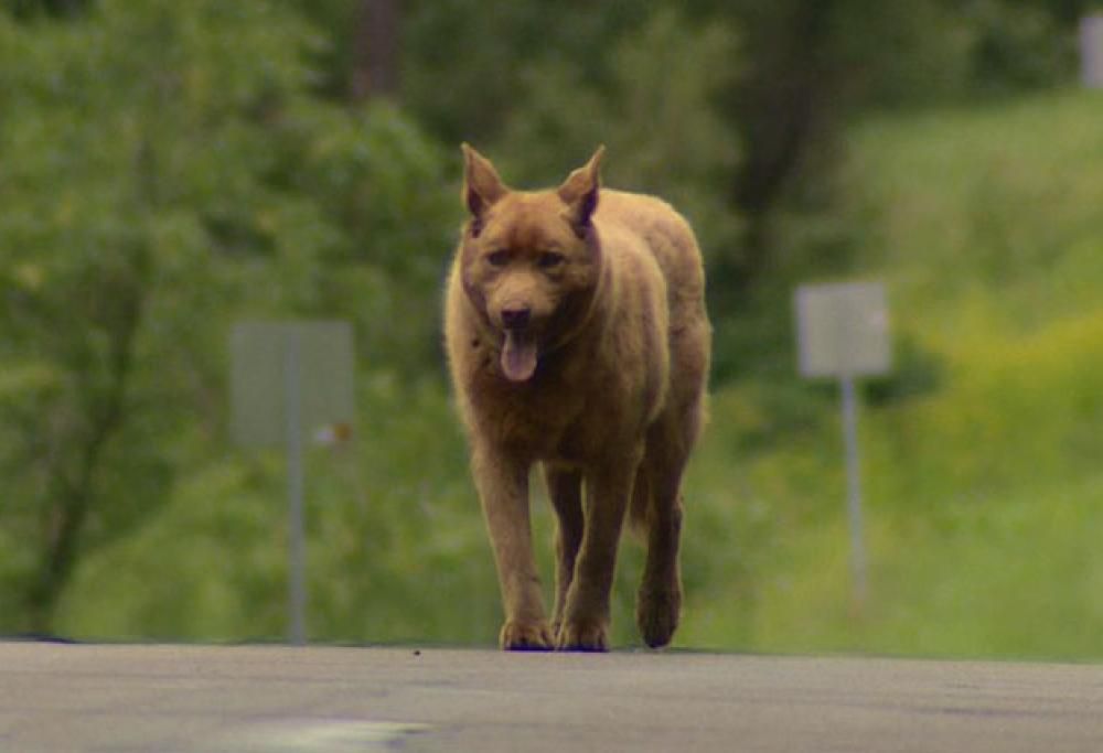 La bellissima storia del cane che percorre chilometri per salutare gli abitanti di un paese