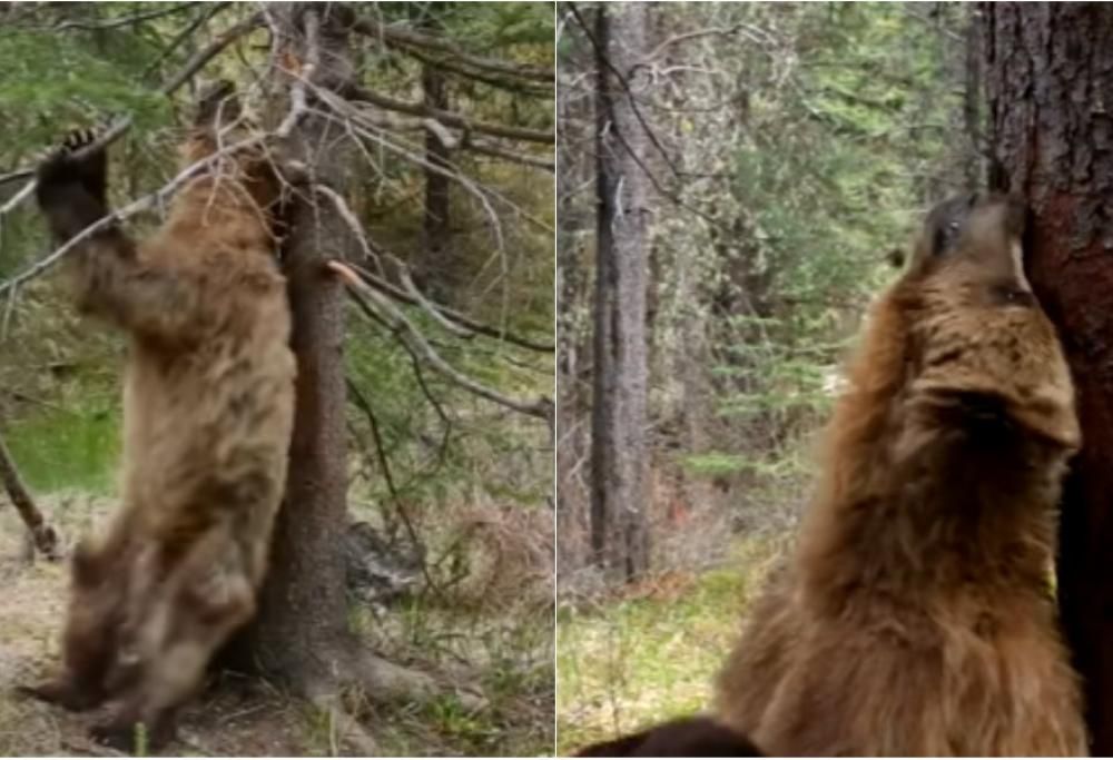 Orsi a ritmo di disco music. L’esilarante video della BBC