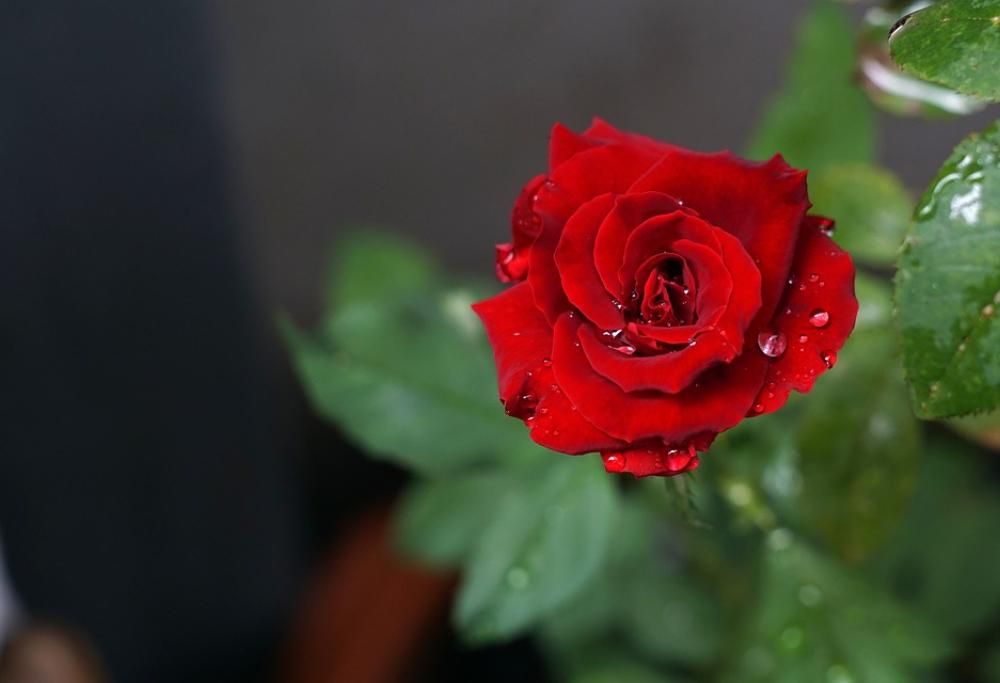 San Valentino: il fiore giusto per il messaggio giusto, ecco tutti i significati