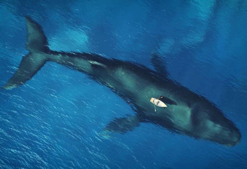 Giornata mondiale degli oceani:  7 curiosità