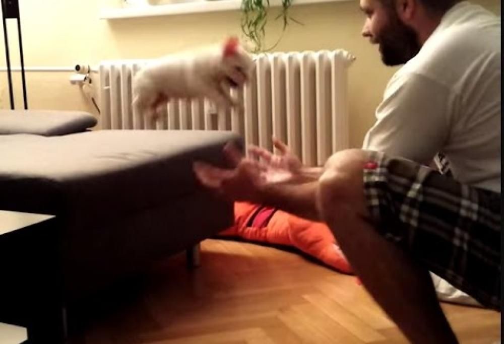 Questo piccolo bulldog non riesce a saltare dal divano. Finché…