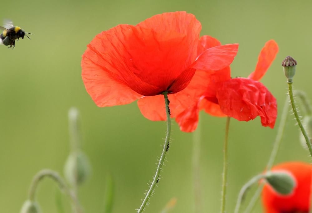 Api, preziose creature finalmente al centro dell’attenzione