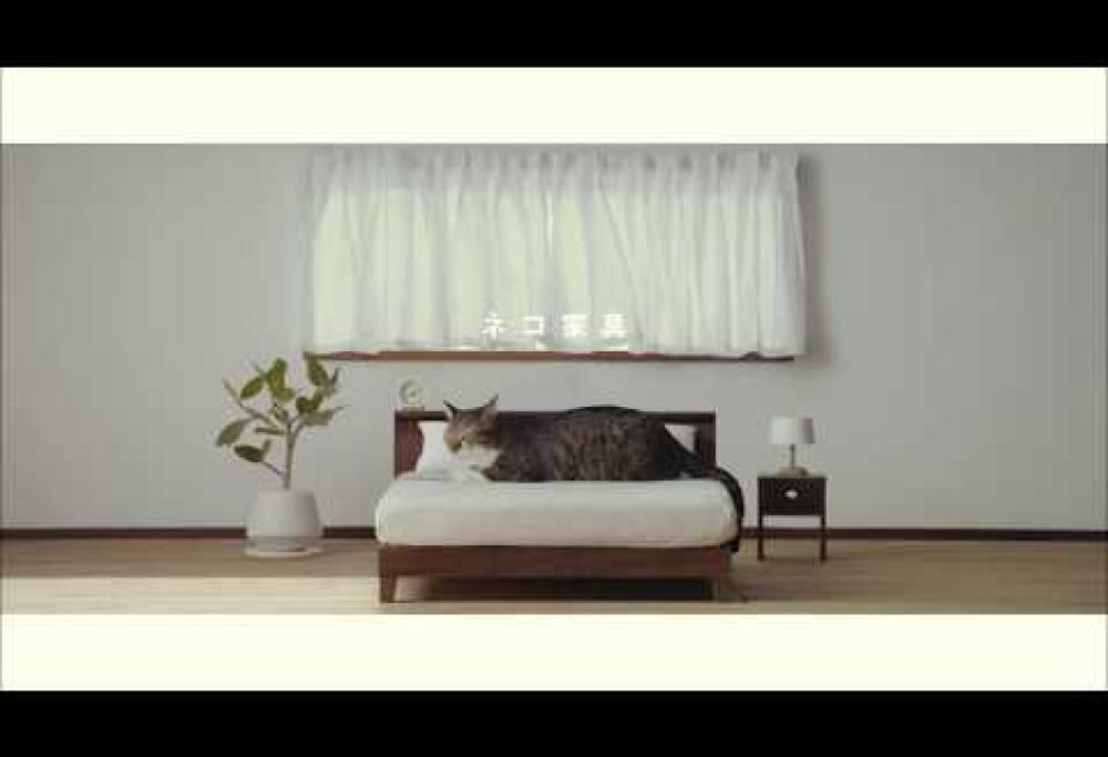 Roba da… gatti! Ecco i mobili per i felini