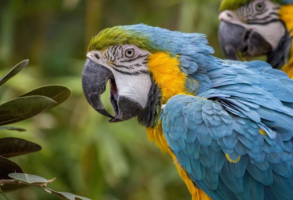 Pappagallo avvelena tre cani. Salvati all’ultimo minuto