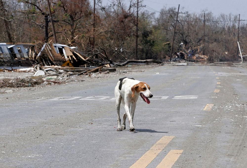 Il numero di emergenza per cani abbandonati in autostrada è una bufala!