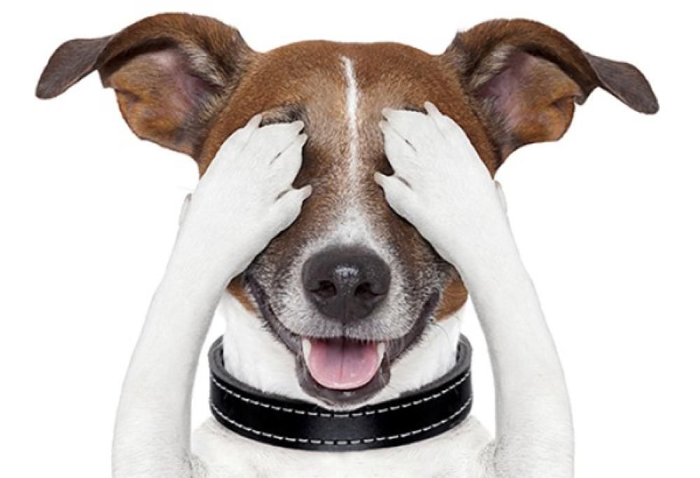 Al cinema con Fido. A Londra si può