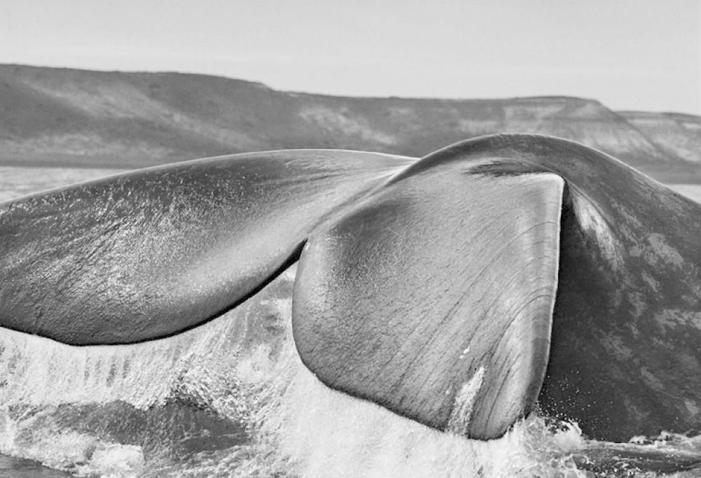 Sebastião Salgado: Genesi. RMC è radio ufficiale