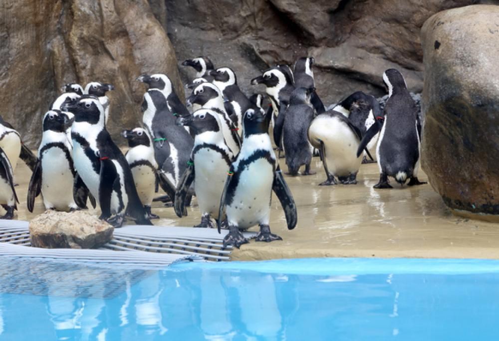 Svegliarsi con il buongiorno di un pinguino: in Belgio c’è un resort all’interno di uno zoo