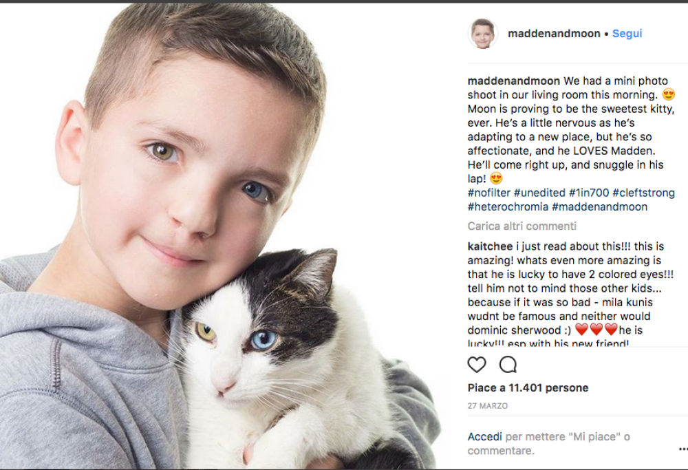 Due occhi di colore diverso, un micio e dei bulli. Una storia a lieto fine