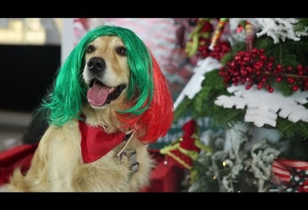 I cuccioli? Non sono giocattoli.  Lo canta anche Sia…