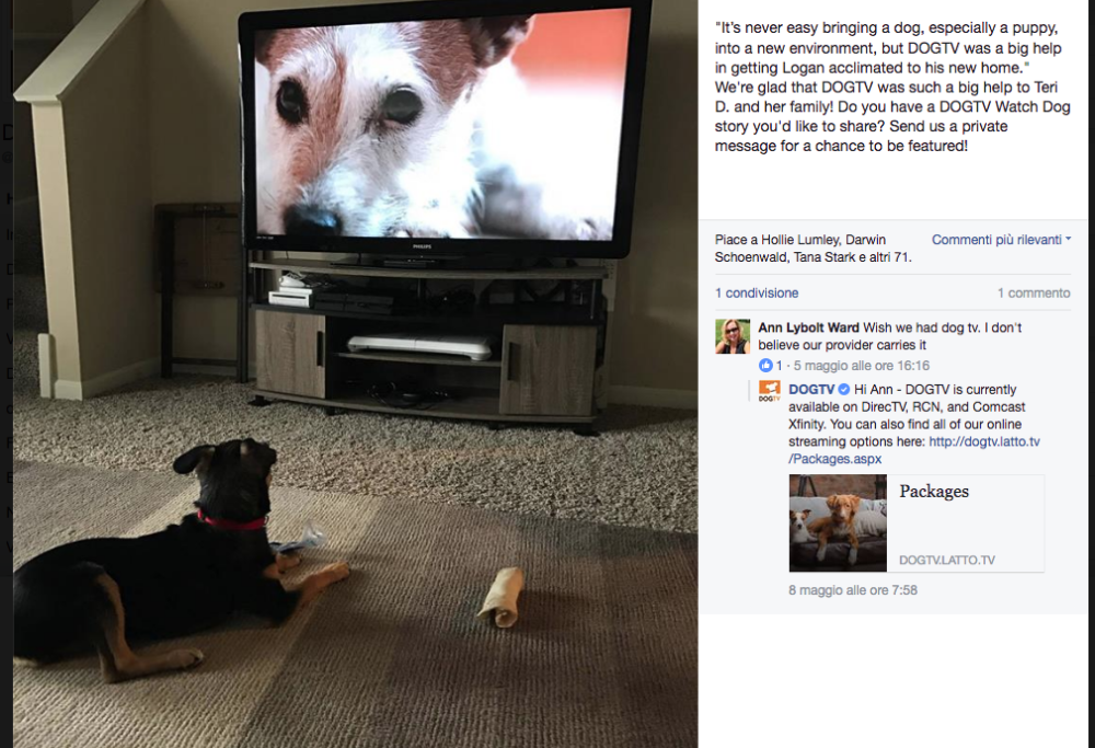 Il tuo cane è solo in casa? Può vedere DogTV. No, non è uno scherzo…