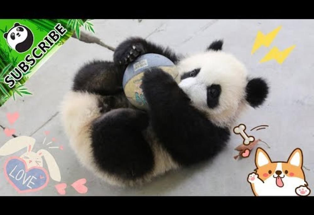 I cuccioli di panda? Provetti sportivi! Guardare per credere…