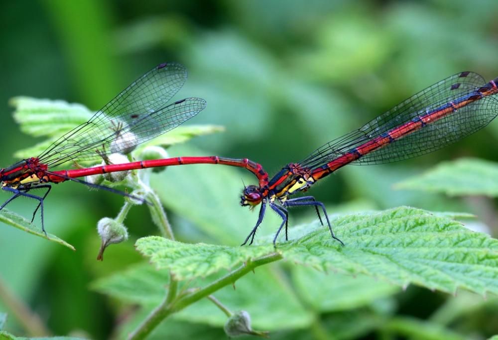 Preferiscono fingersi morte piuttosto che accoppiarsi…