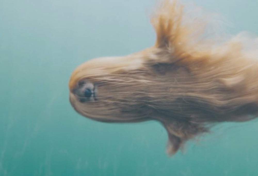 Tutti pazzi per il cane dello spot. Che non esiste!