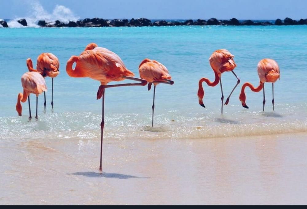 In spiaggia con i fenicotteri? Ai Caraibi è possibile!