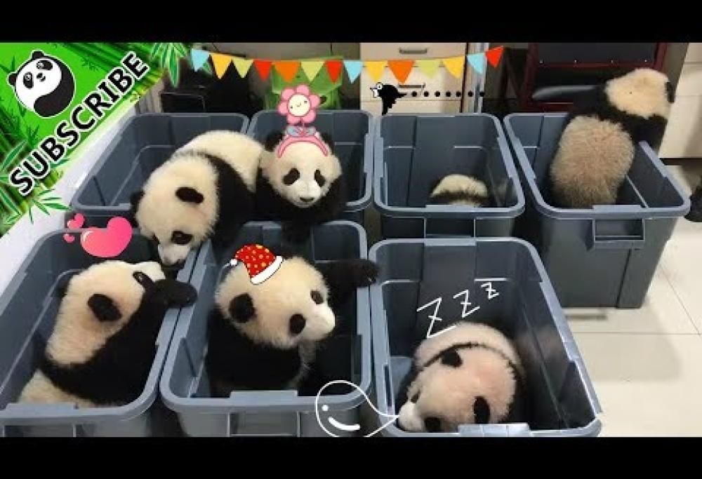 Nanna? E chi vuol farla? Il video dei cuccioli di panda che ha conquistato il web