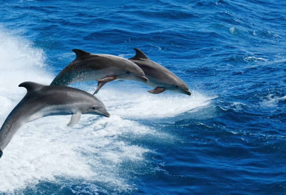 Parchi marini, l’idea smart per il turismo di prossimità