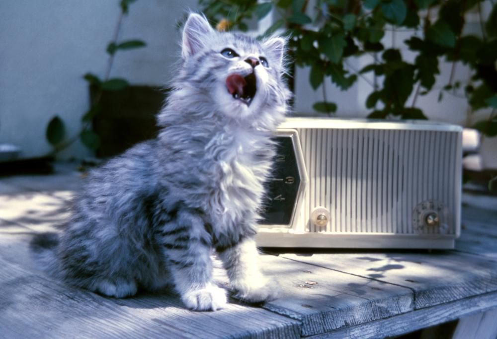 Sapevi che i gatti amano la musica? Ecco quale!