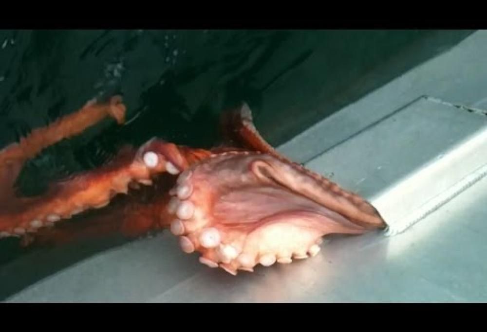 Un vero maestro nella fuga