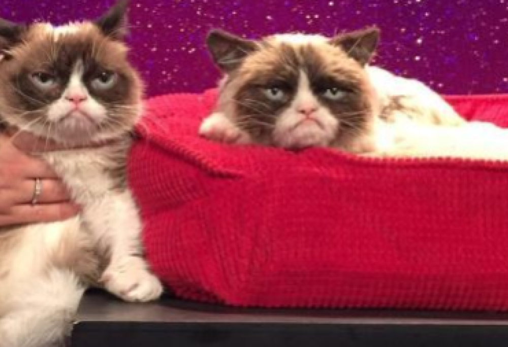 Grumpy Cat in cera al museo Madame Tussauds