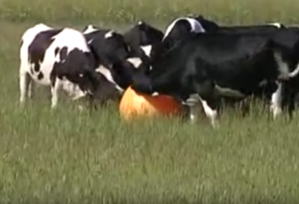 Anche le mucche giocano a palla! Guarda l’incredibile video
