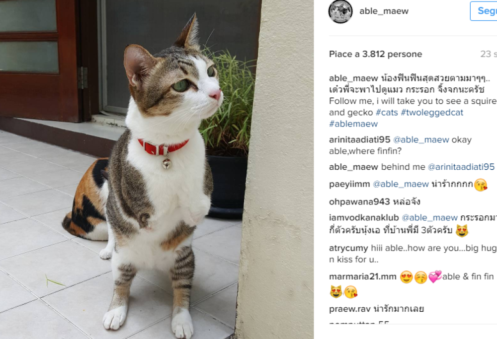 Able. L’abilità del gattino con due zampe