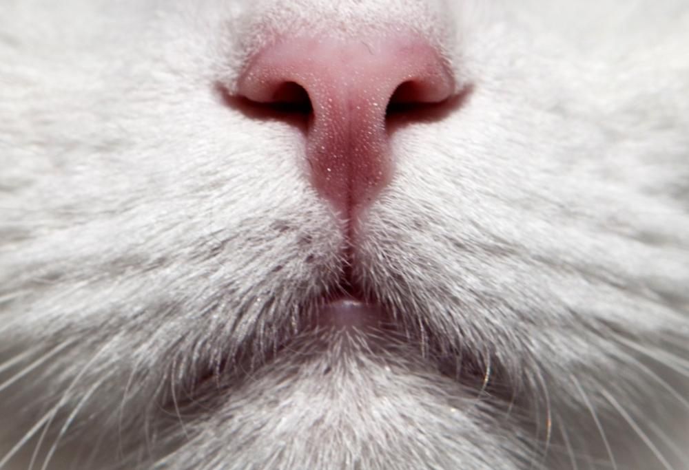 Buona Festa del Gatto!